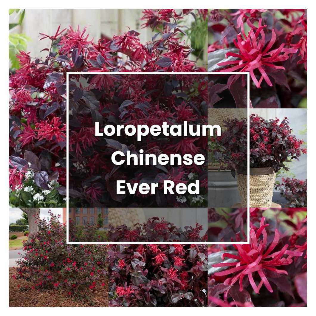 How to Grow Loropetalum Chinense Ever Red - Plant Care & Tips