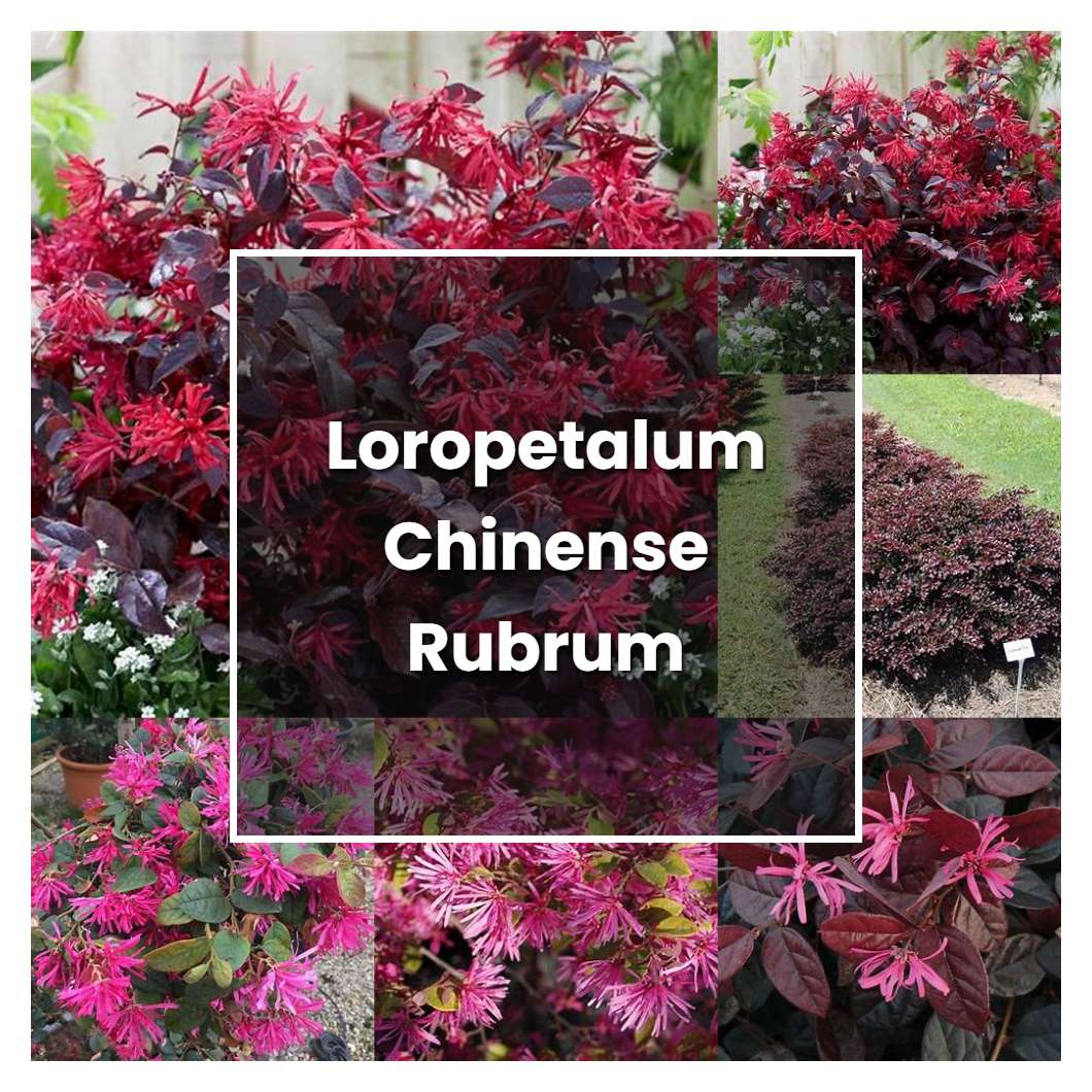 How to Grow Loropetalum Chinense Rubrum - Plant Care & Tips