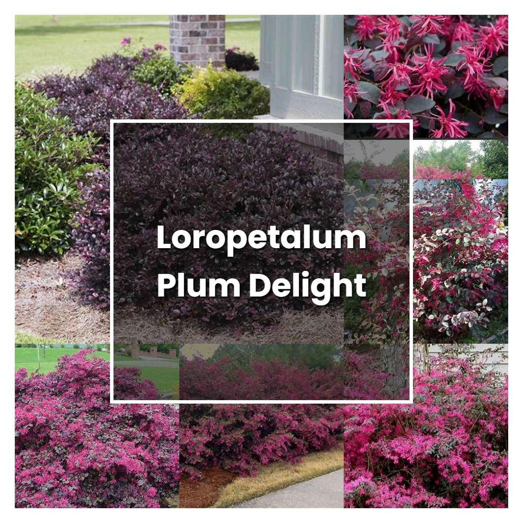 How to Grow Loropetalum Plum Delight - Plant Care & Tips