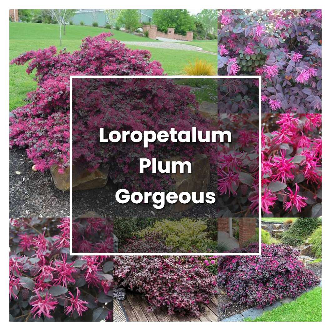 How to Grow Loropetalum Plum Gorgeous - Plant Care & Tips