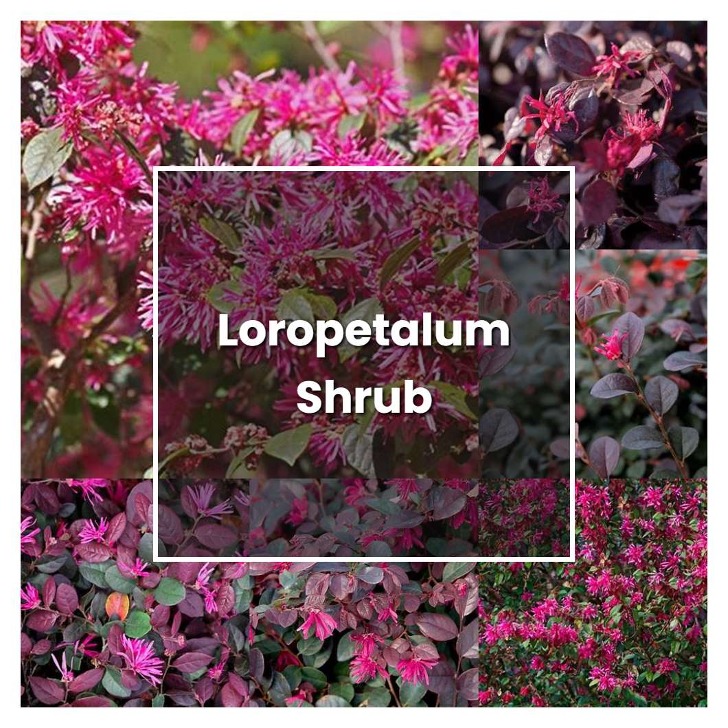 How to Grow Loropetalum Shrub - Plant Care & Tips