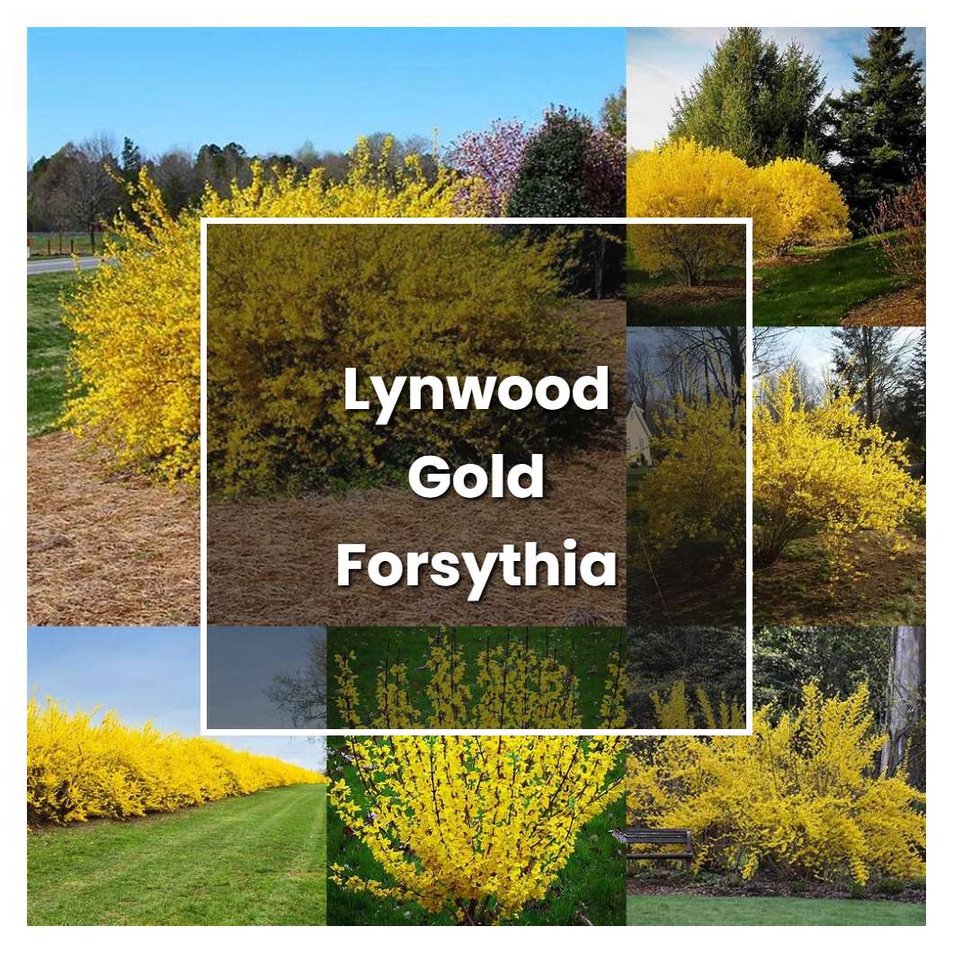 How to Grow Lynwood Gold Forsythia Shrub Plant Care & Tips NorwichGardener
