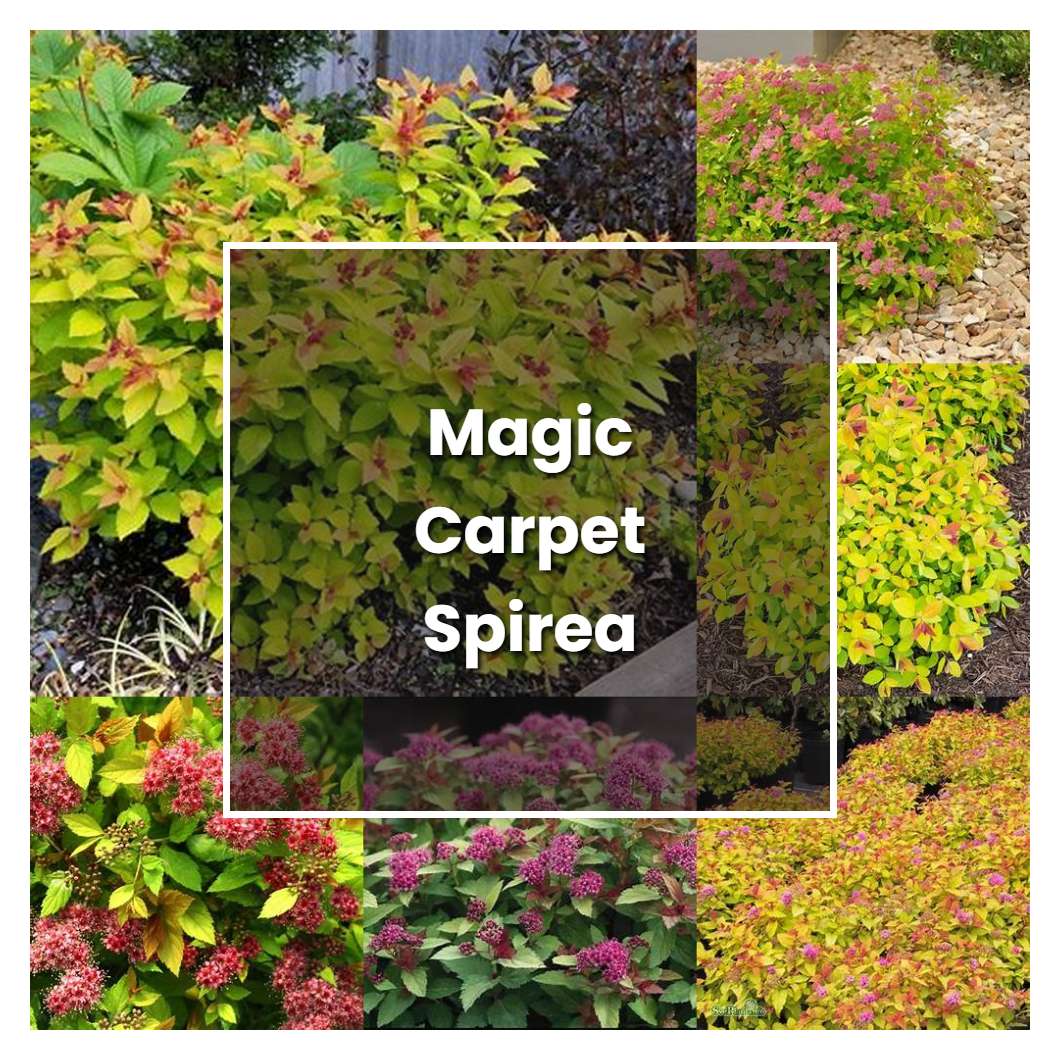How to Grow Magic Carpet Spirea - Plant Care & Tips