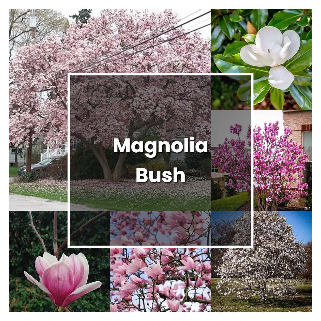 How to Grow Magnolia Bush - Plant Care & Tips