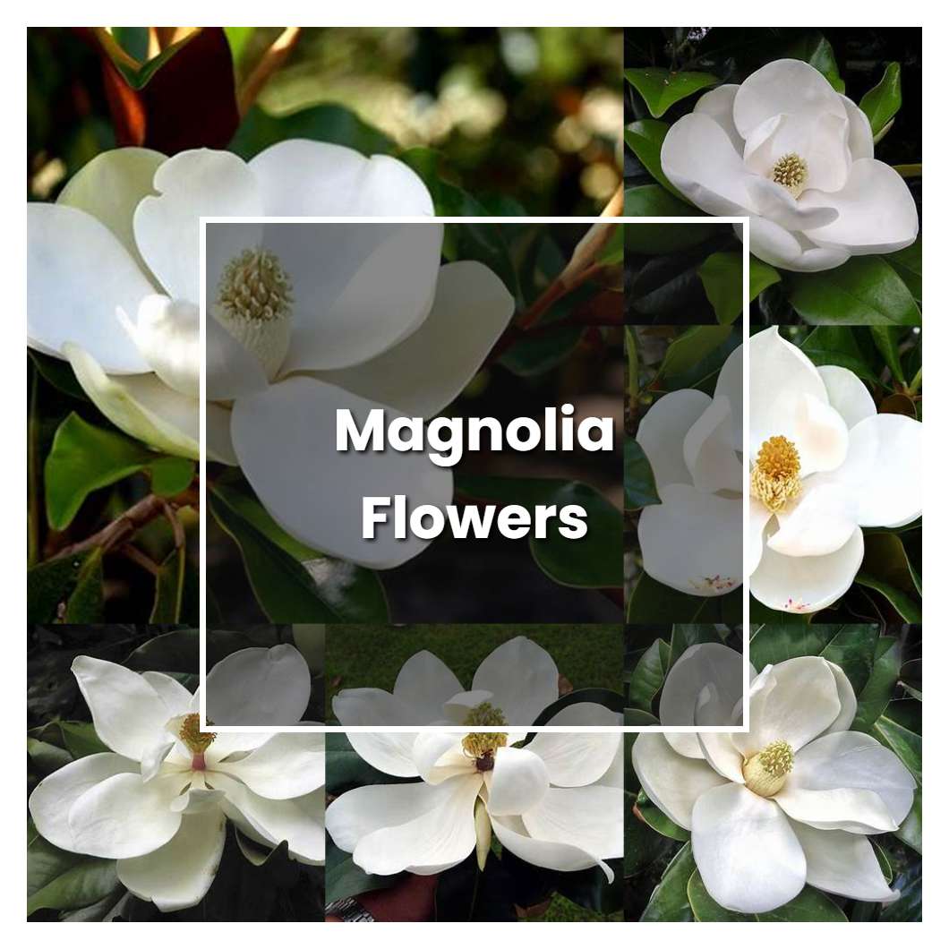 How to Grow Magnolia Flowers - Plant Care & Tips