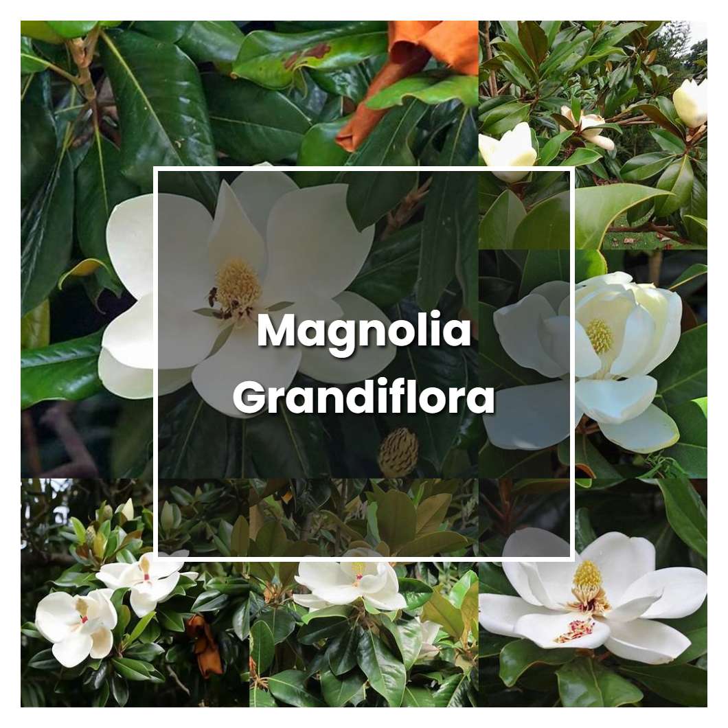 How to Grow Magnolia Grandiflora - Plant Care & Tips