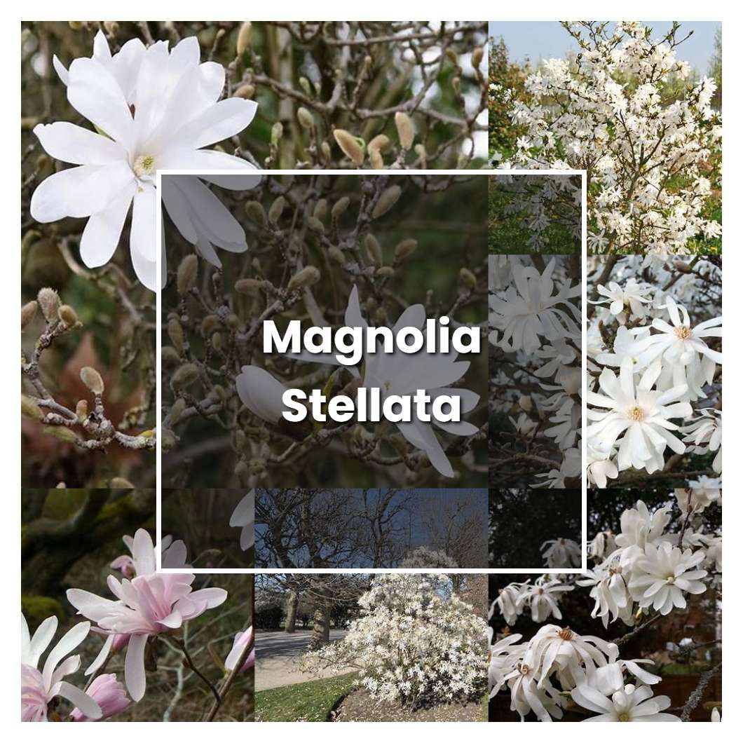 How to Grow Magnolia Stellata - Plant Care & Tips