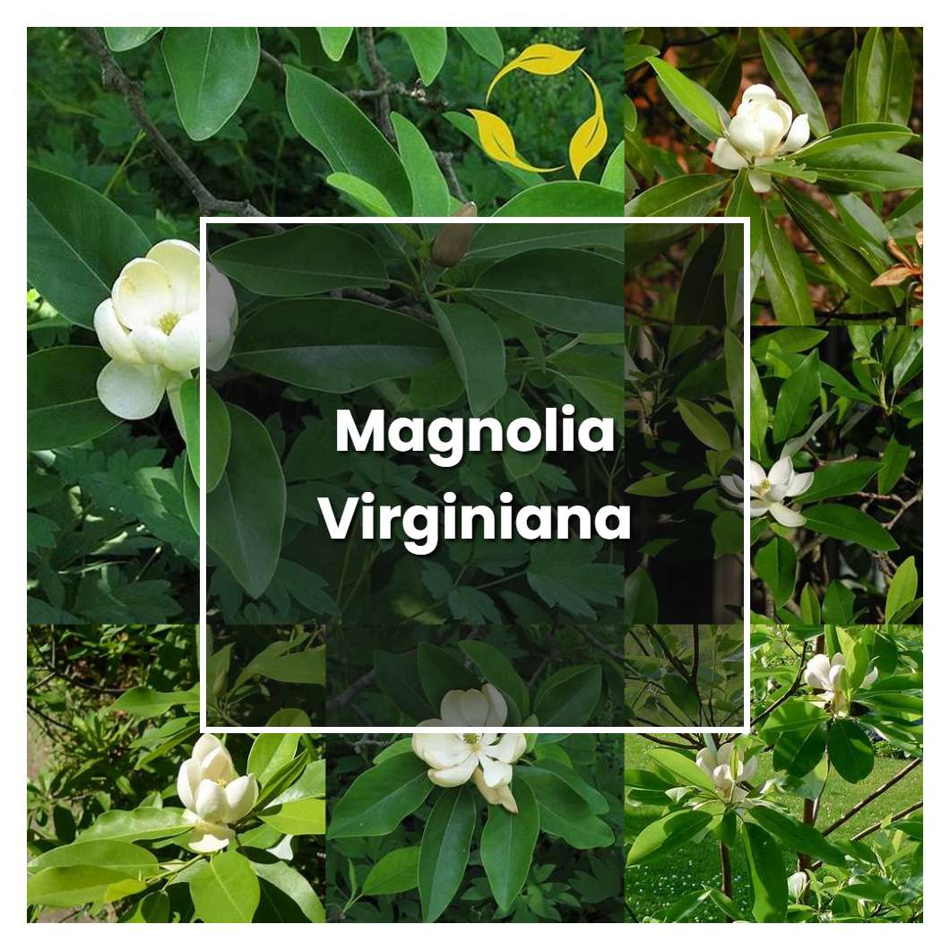 How to Grow Magnolia Virginiana - Plant Care & Tips