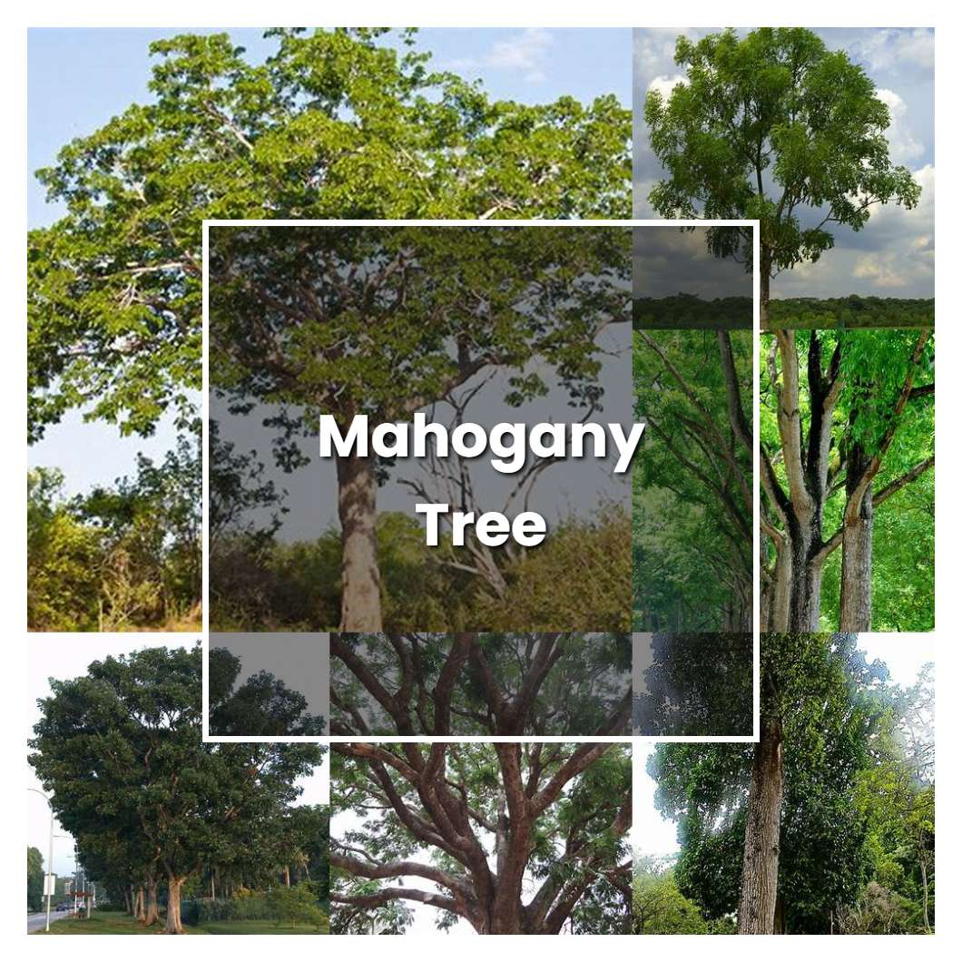 How to Grow Mahogany Tree - Plant Care & Tips