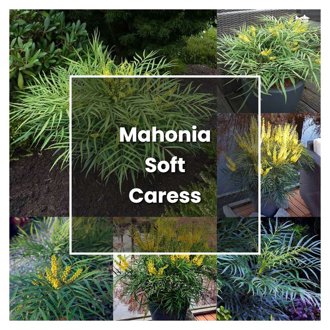How to Grow Mahonia Soft Caress - Plant Care & Tips