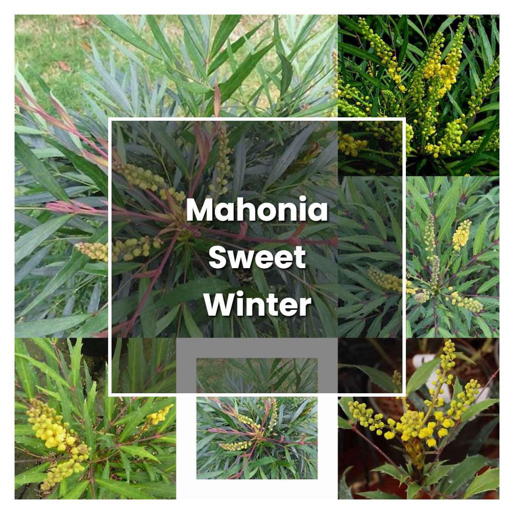 How to Grow Mahonia Sweet Winter - Plant Care & Tips