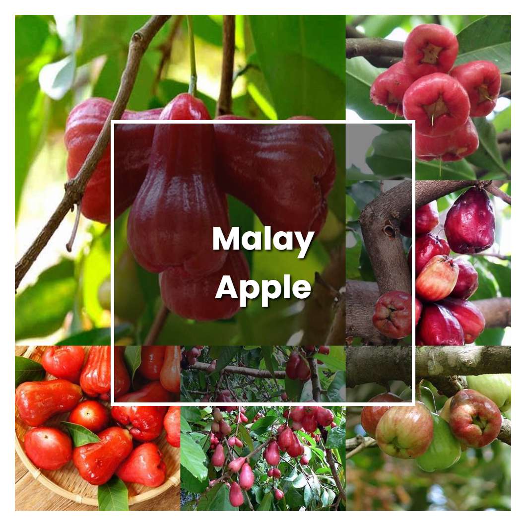 How to Grow Malay Apple - Plant Care & Tips