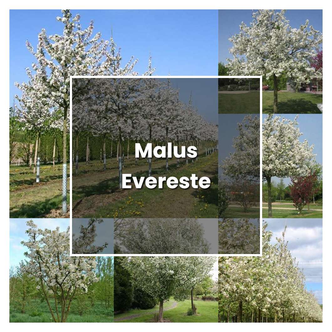 How to Grow Malus Evereste - Plant Care & Tips