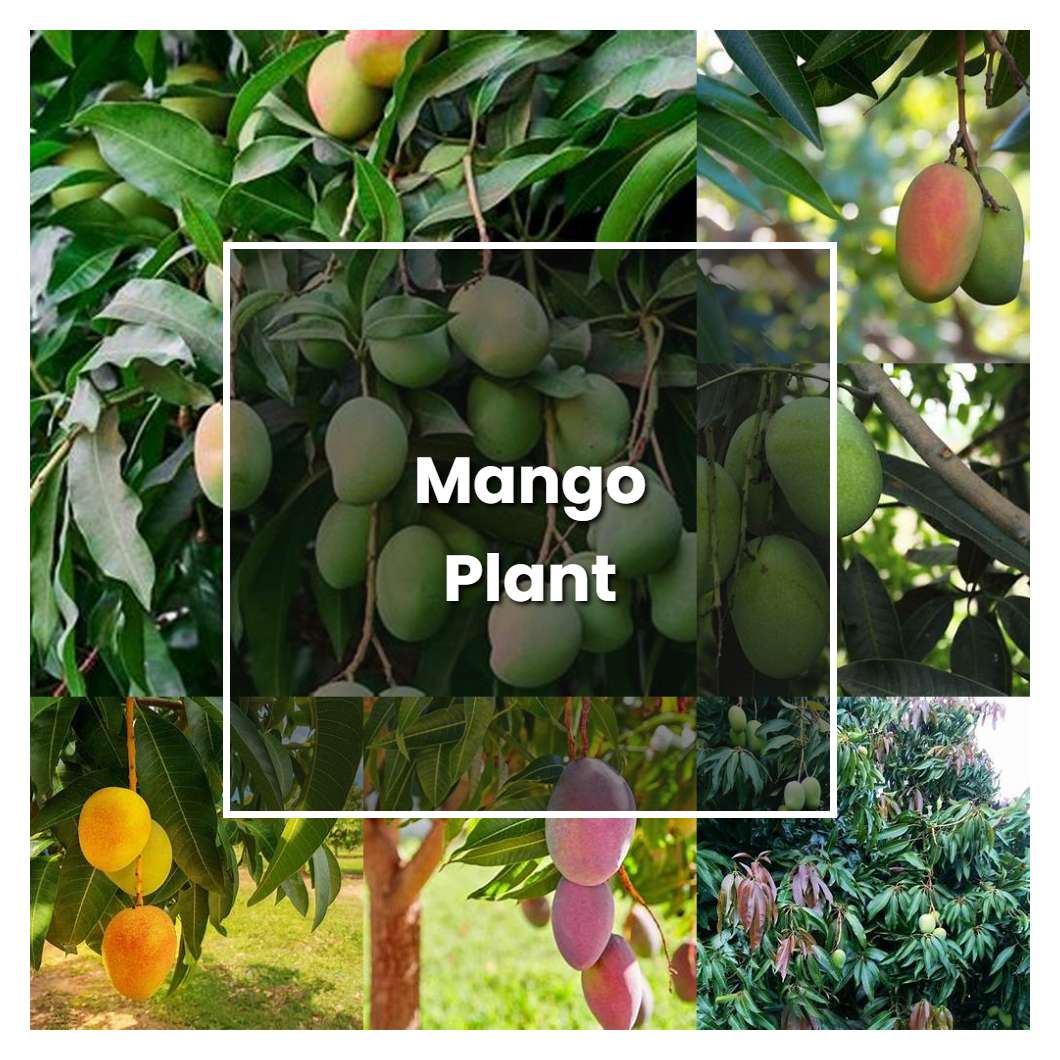 How to Grow Mango Plant - Plant Care & Tips