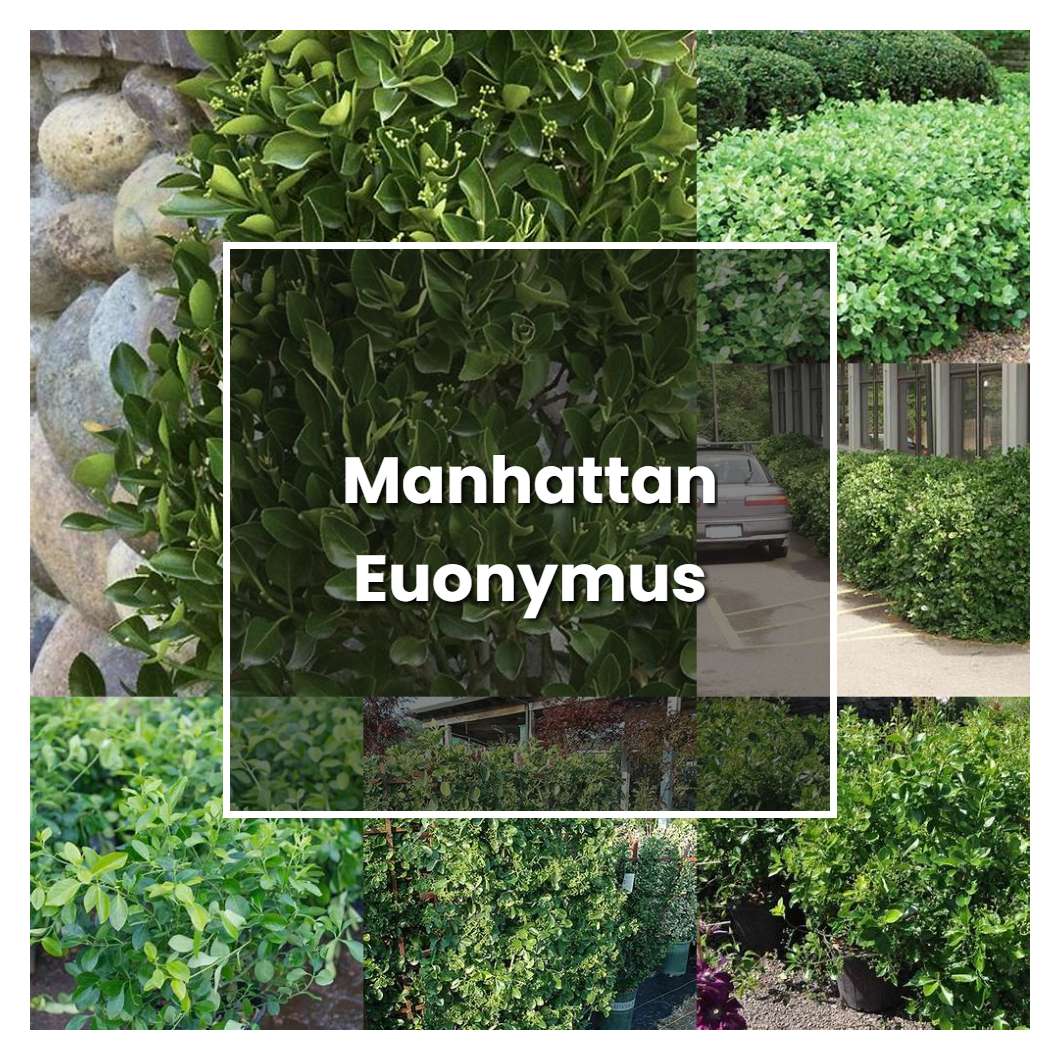 How to Grow Manhattan Euonymus - Plant Care & Tips