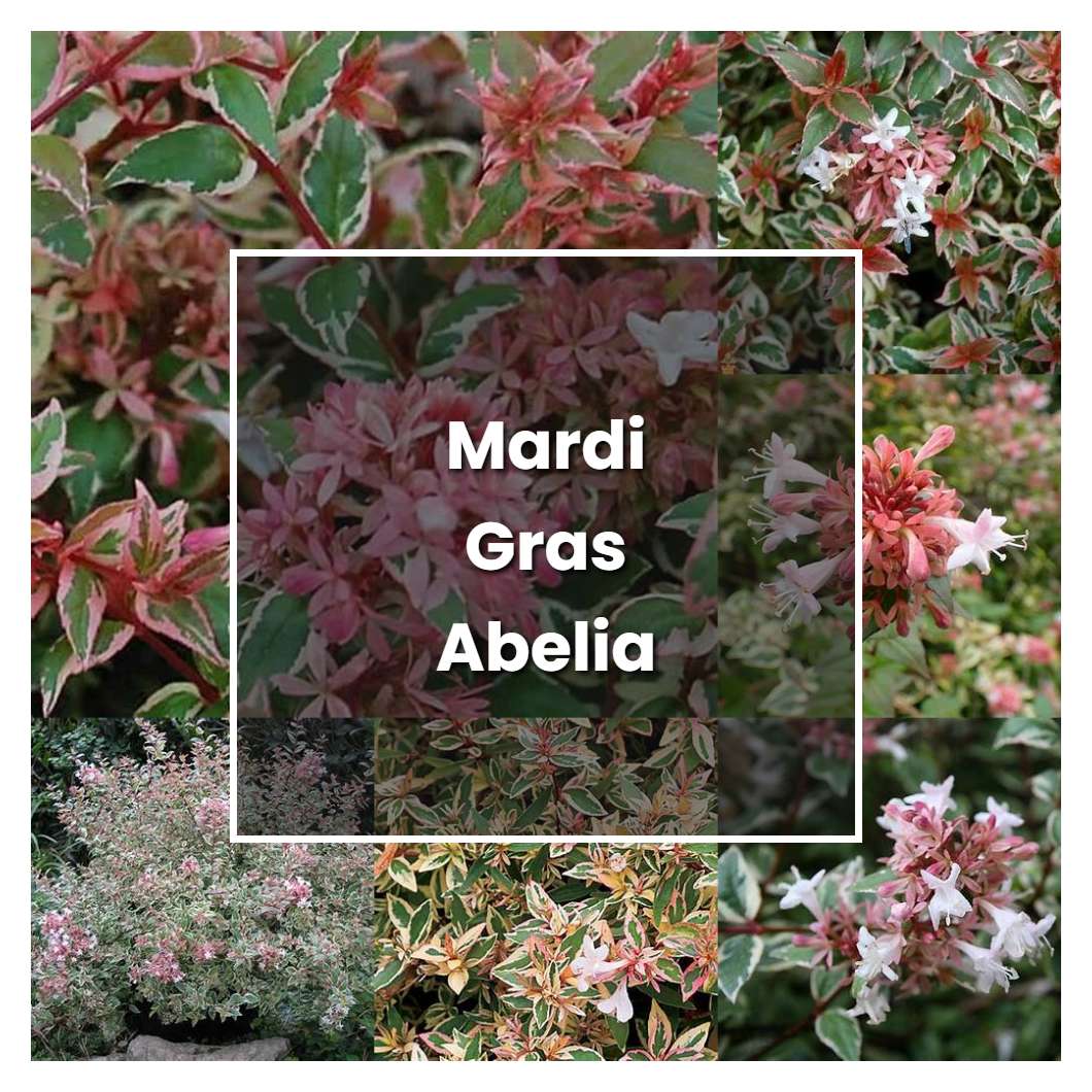 mardi gras abelia images