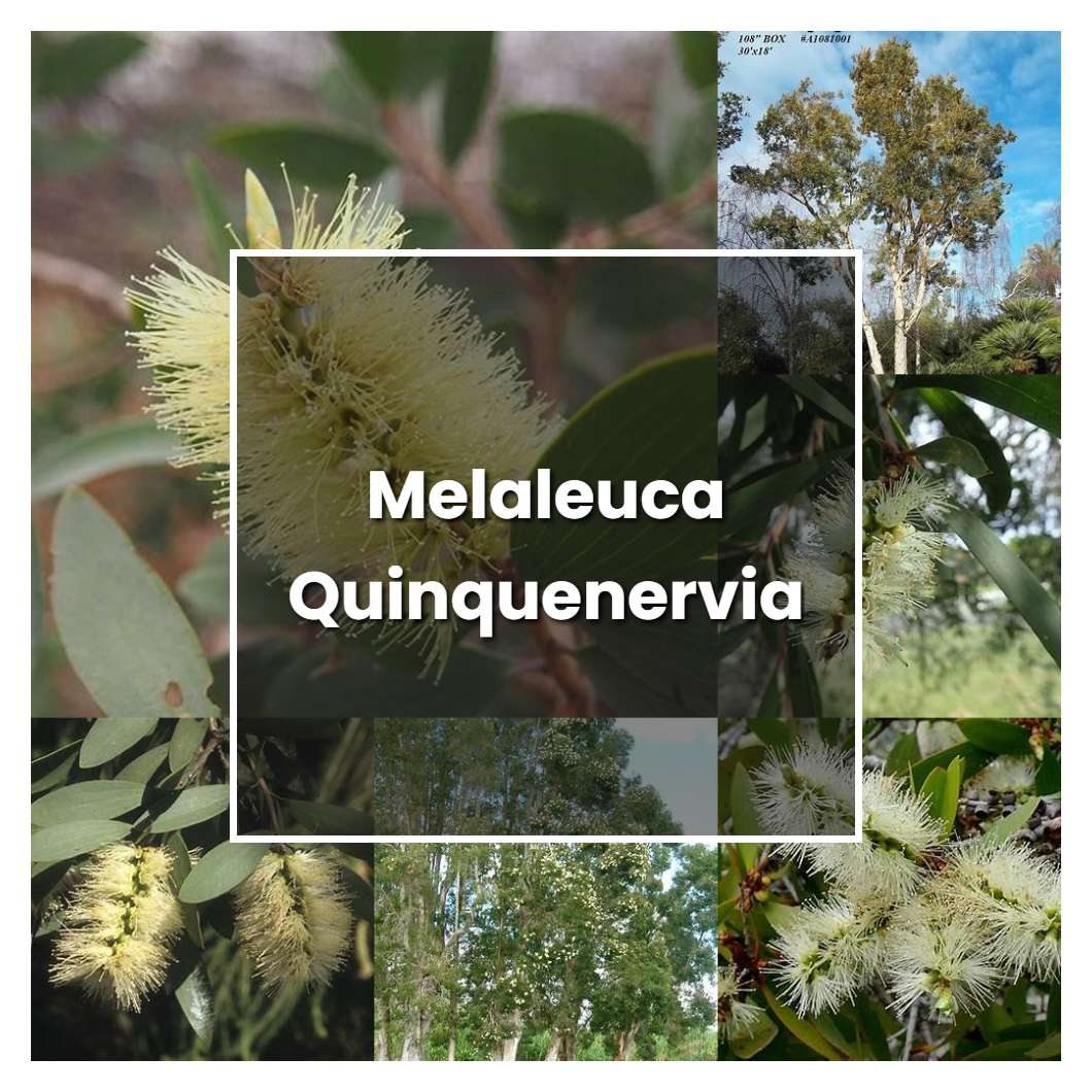How to Grow Melaleuca Quinquenervia - Plant Care & Tips