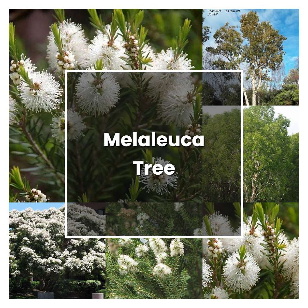 How to Grow Melaleuca Tree - Plant Care & Tips