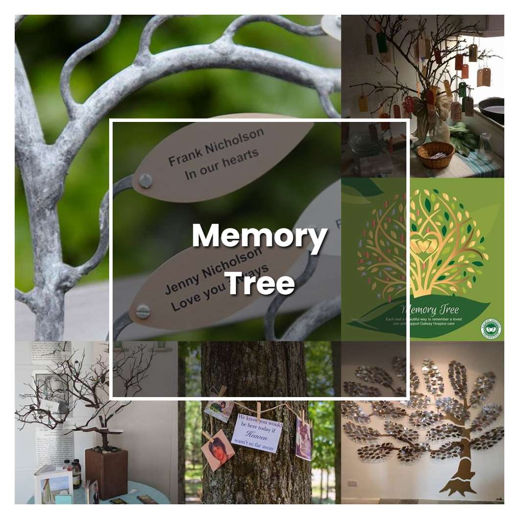 How to Grow Memory Tree - Plant Care & Tips