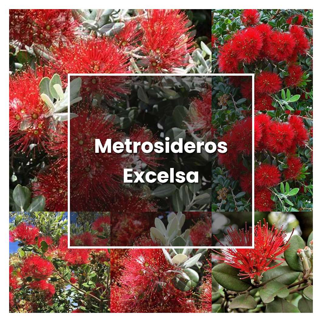 How to Grow Metrosideros Excelsa - Plant Care & Tips