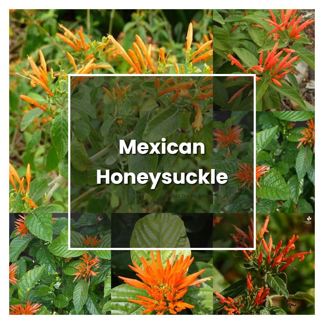 How to Grow Mexican Honeysuckle - Plant Care & Tips