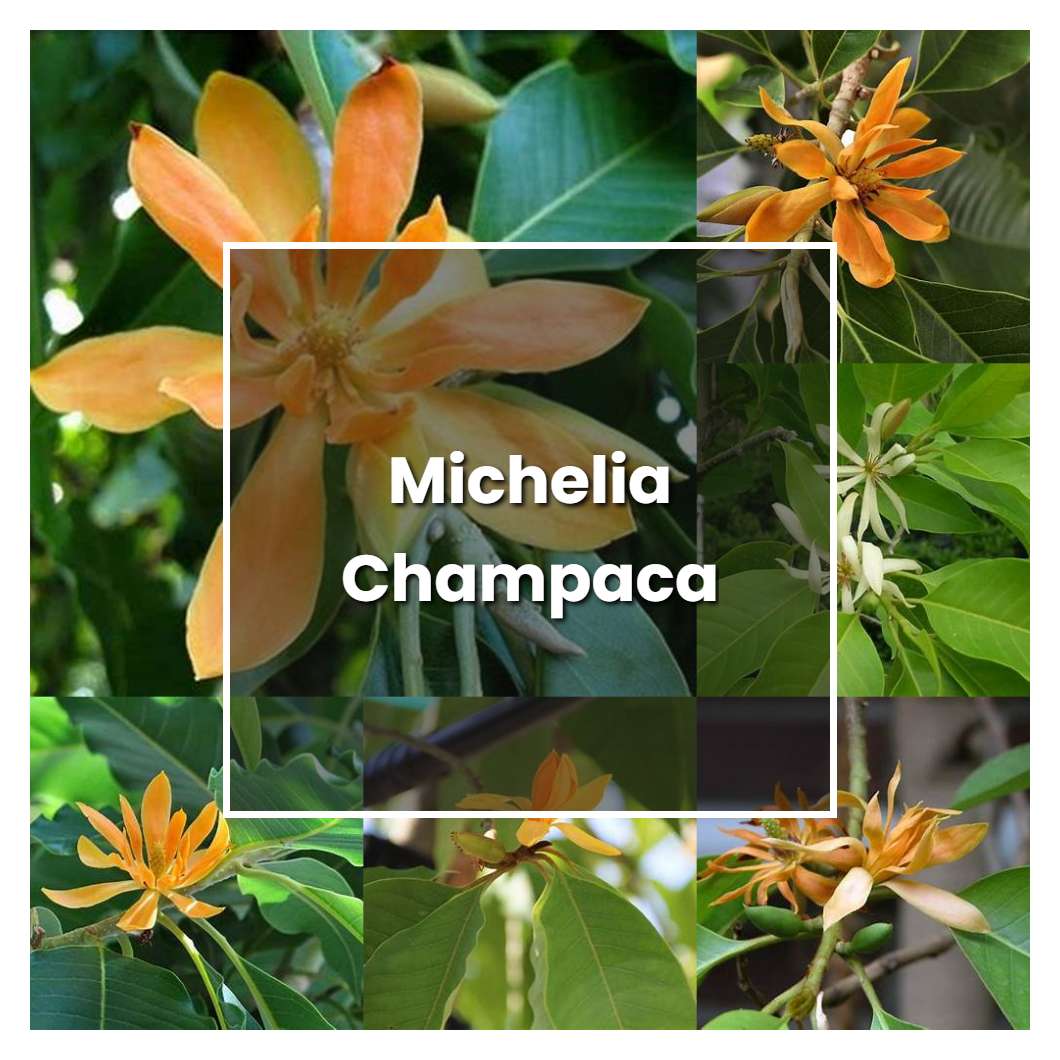 How to Grow Michelia Champaca - Plant Care & Tips