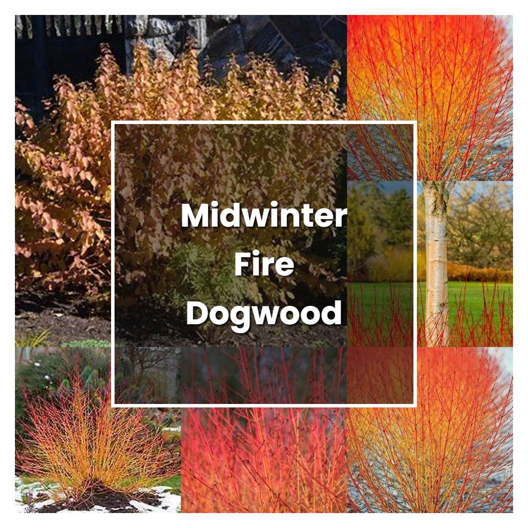 How to Grow Midwinter Fire Dogwood - Plant Care & Tips