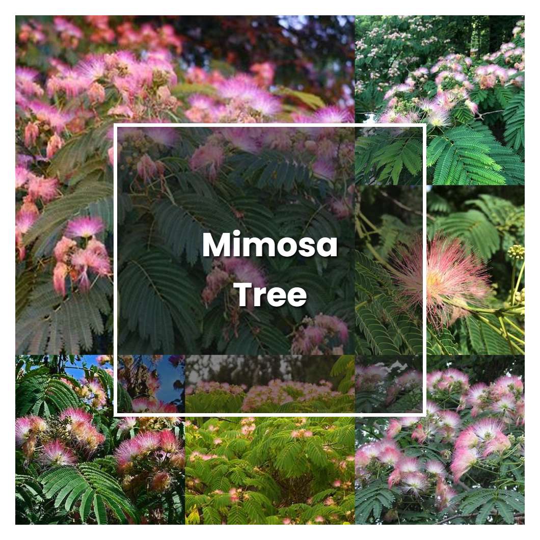How to Grow Mimosa Tree - Plant Care & Tips