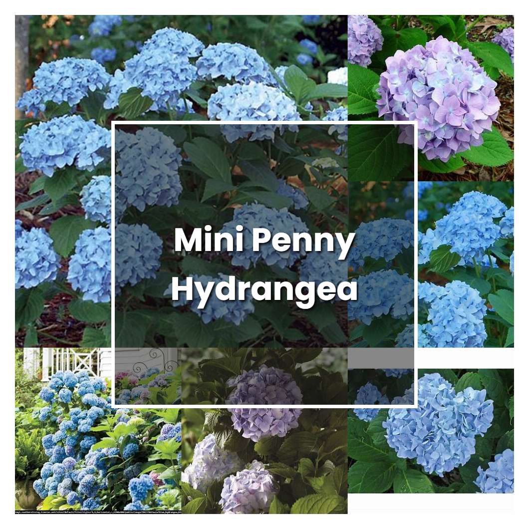 How to Grow Mini Penny Hydrangea - Plant Care & Tips