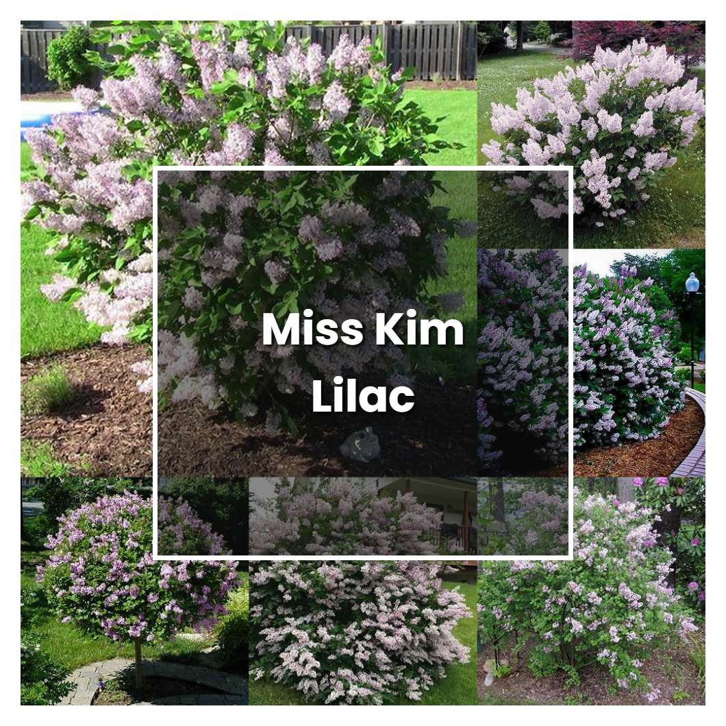 How to Grow Miss Kim Lilac - Plant Care & Tips