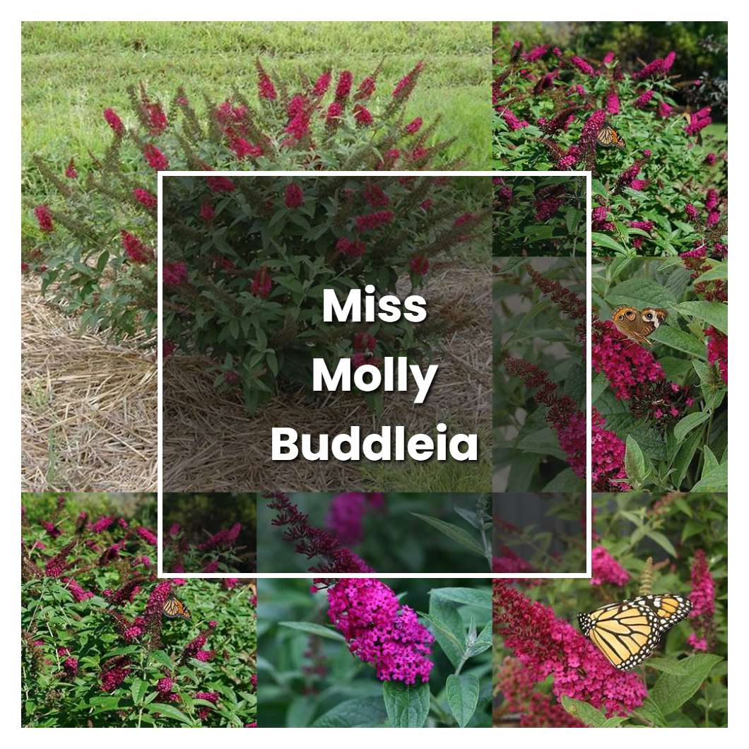 How to Grow Miss Molly Buddleia - Plant Care & Tips