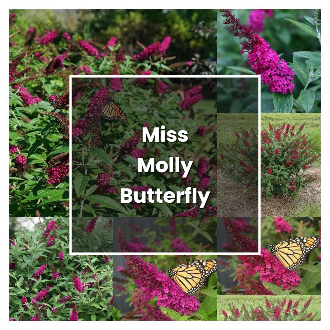 How to Grow Miss Molly Butterfly Bush - Plant Care & Tips