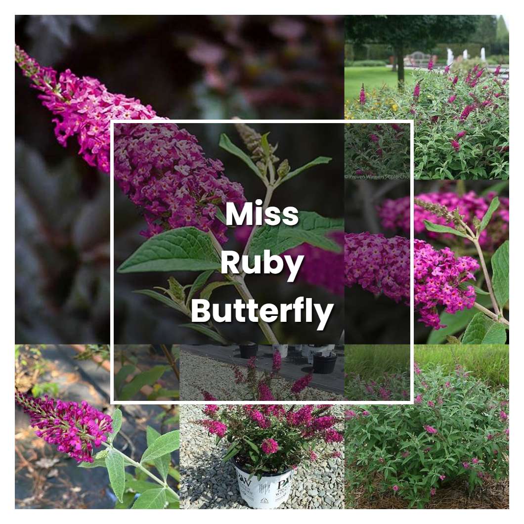 How to Grow Miss Ruby Butterfly Bush - Plant Care & Tips