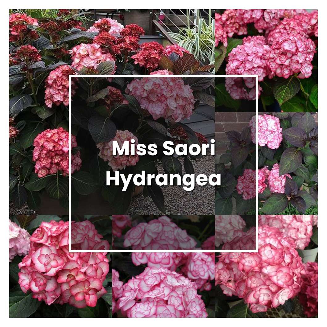 How to Grow Miss Saori Hydrangea - Plant Care & Tips