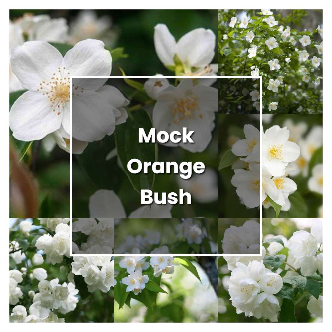 How to Grow Mock Orange Bush - Plant Care & Tips
