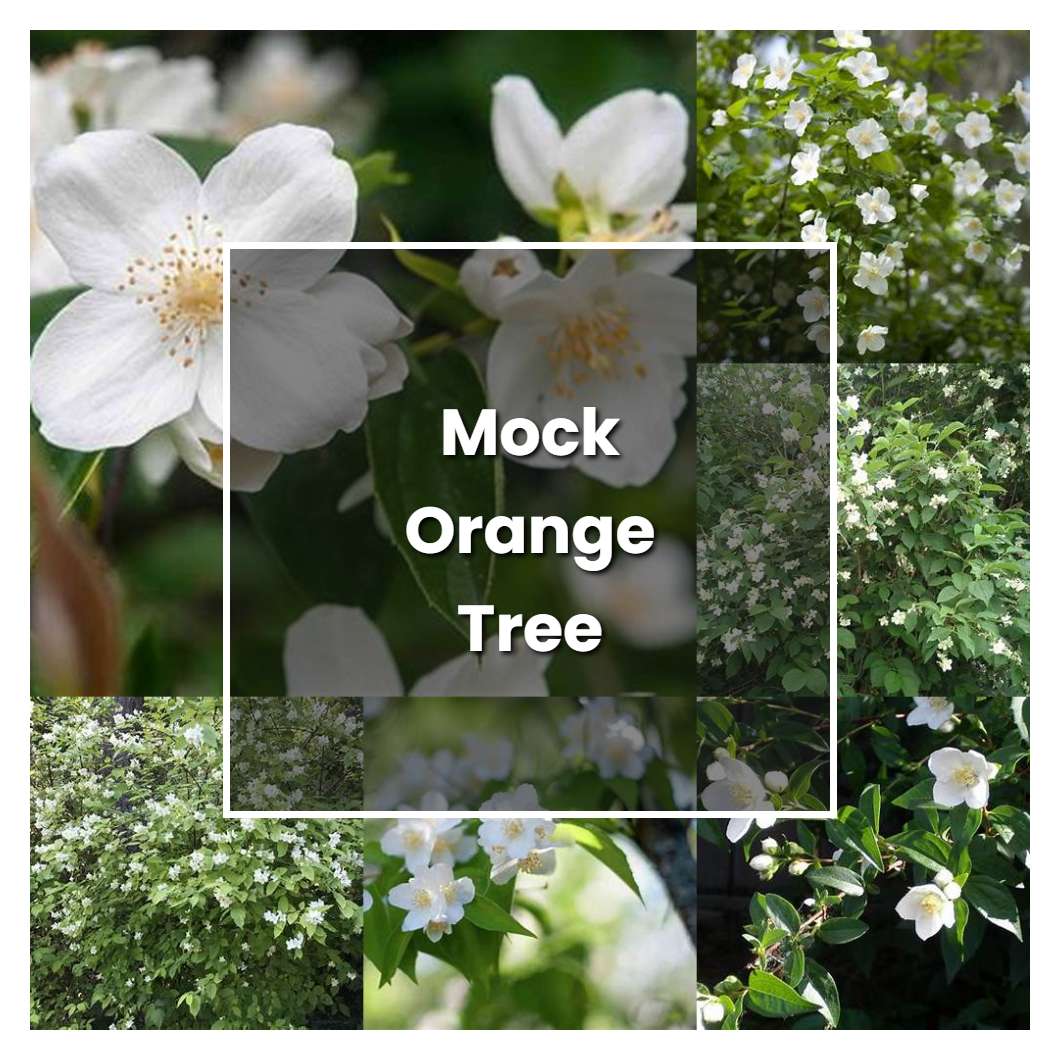 How to Grow Mock Orange Tree - Plant Care & Tips