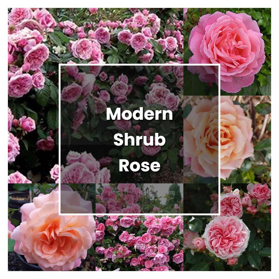 How to Grow Modern Shrub Rose - Plant Care & Tips