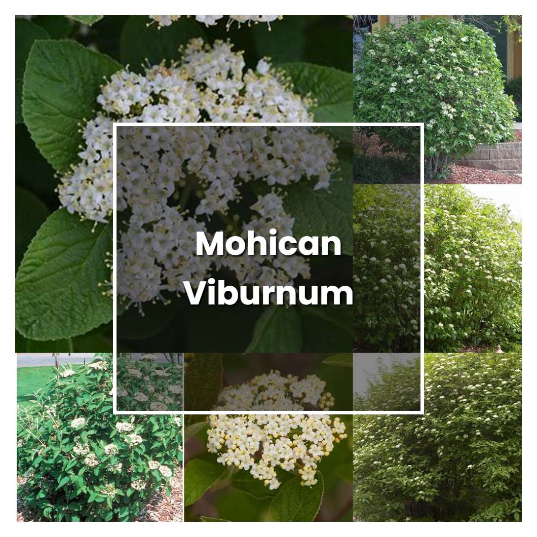 How to Grow Mohican Viburnum - Plant Care & Tips