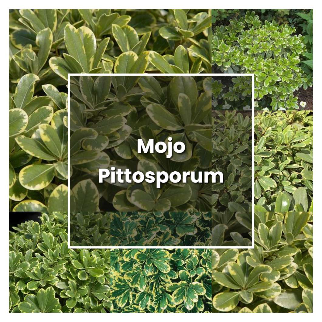 How to Grow Mojo Pittosporum - Plant Care &amp; Tips | NorwichGardener