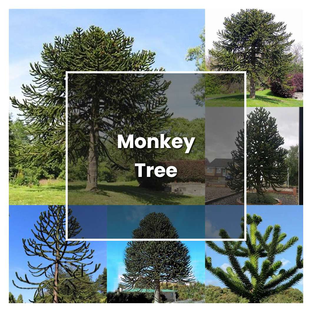 How to Grow Monkey Tree - Plant Care & Tips