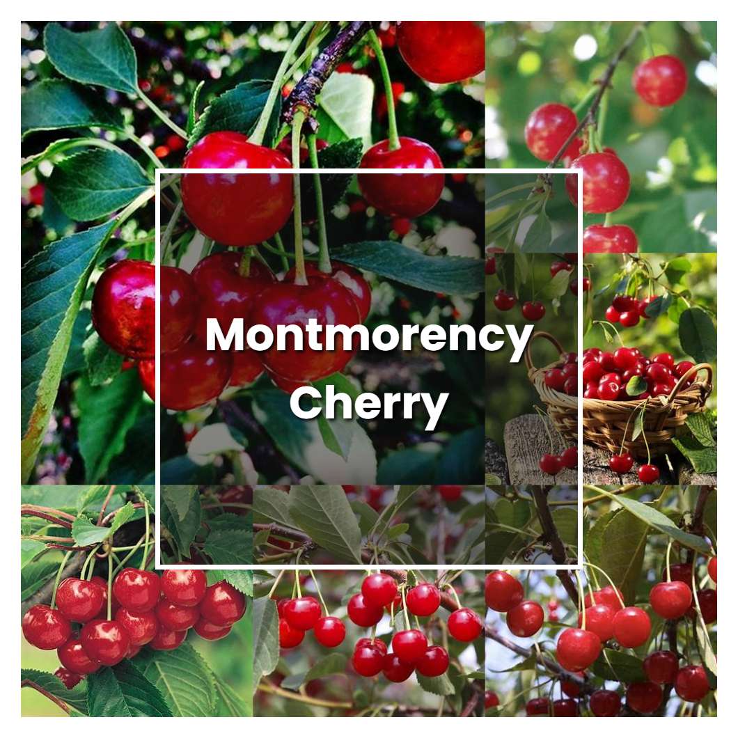 How to Grow Montmorency Cherry - Plant Care & Tips