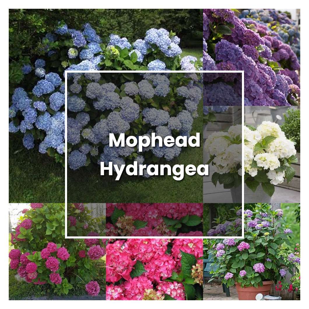 How to Grow Mophead Hydrangea - Plant Care & Tips
