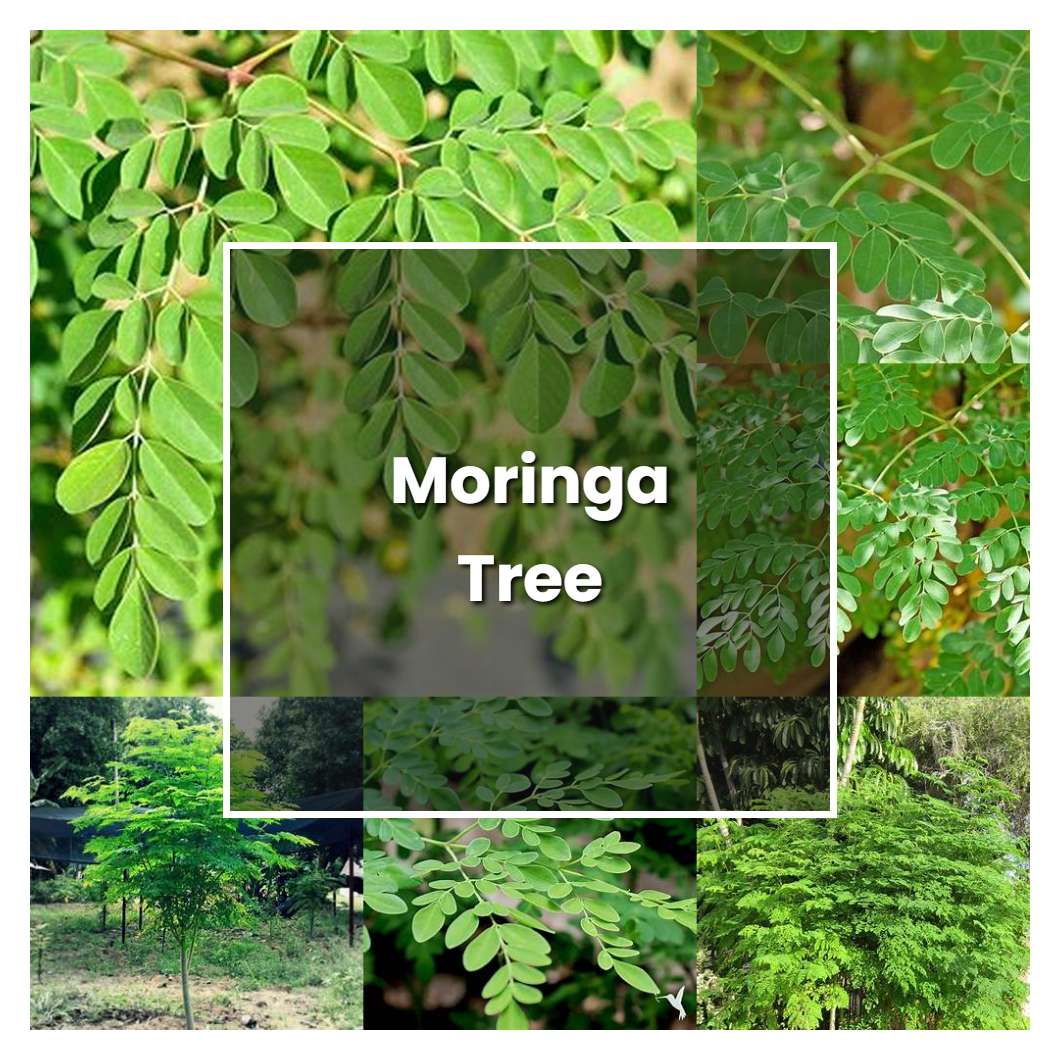 How to Grow Moringa Tree - Plant Care & Tips