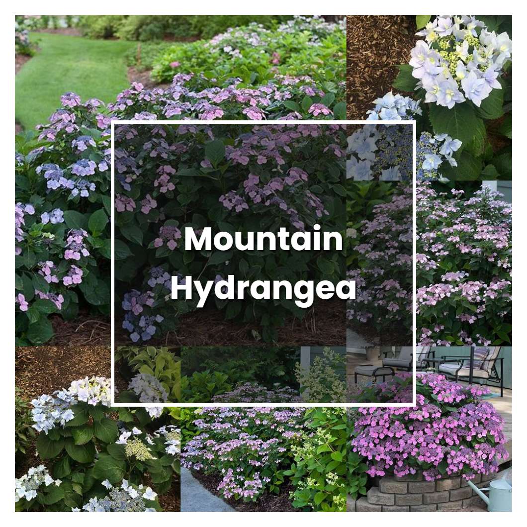 How to Grow Mountain Hydrangea - Plant Care & Tips