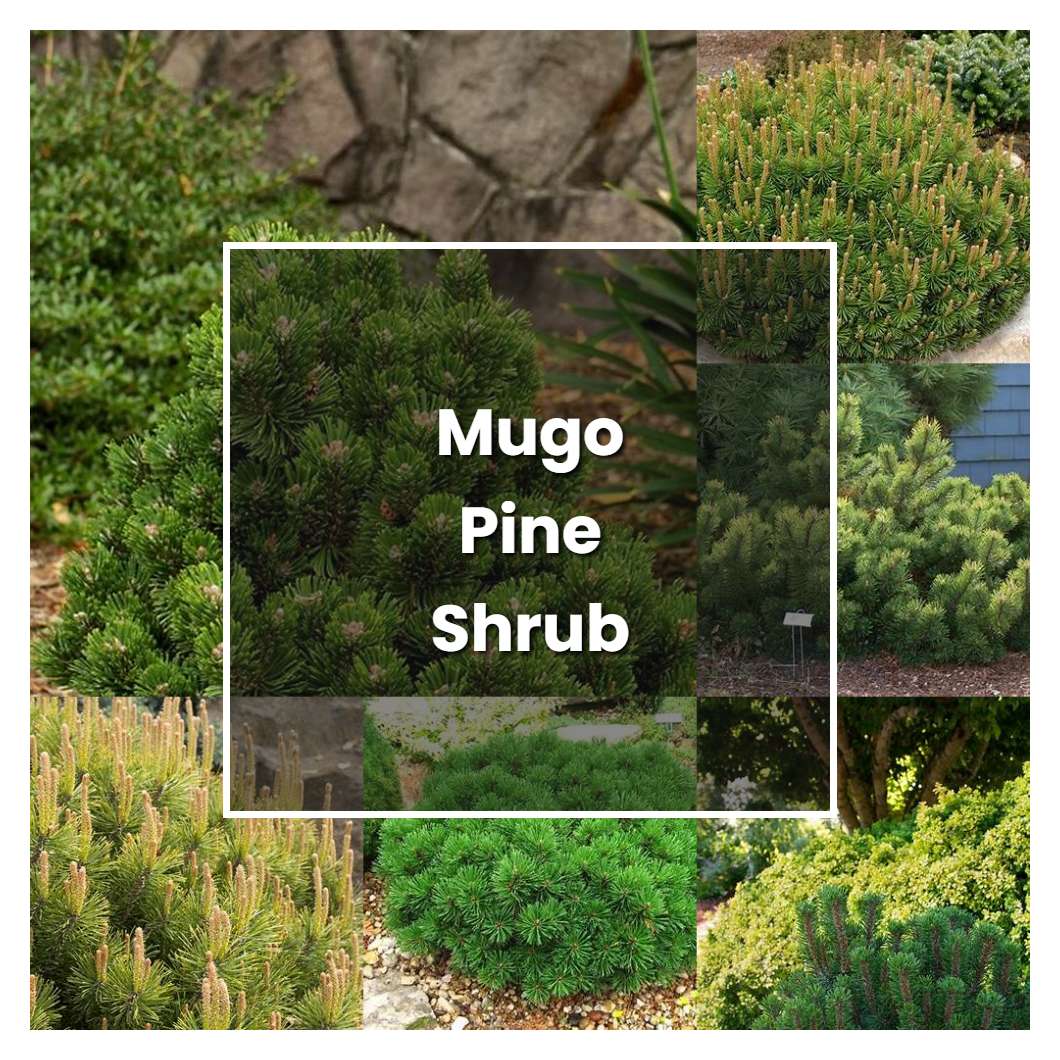How to Grow Mugo Pine Shrub - Plant Care & Tips