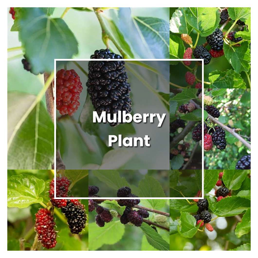 How to Grow Mulberry Plant - Plant Care & Tips