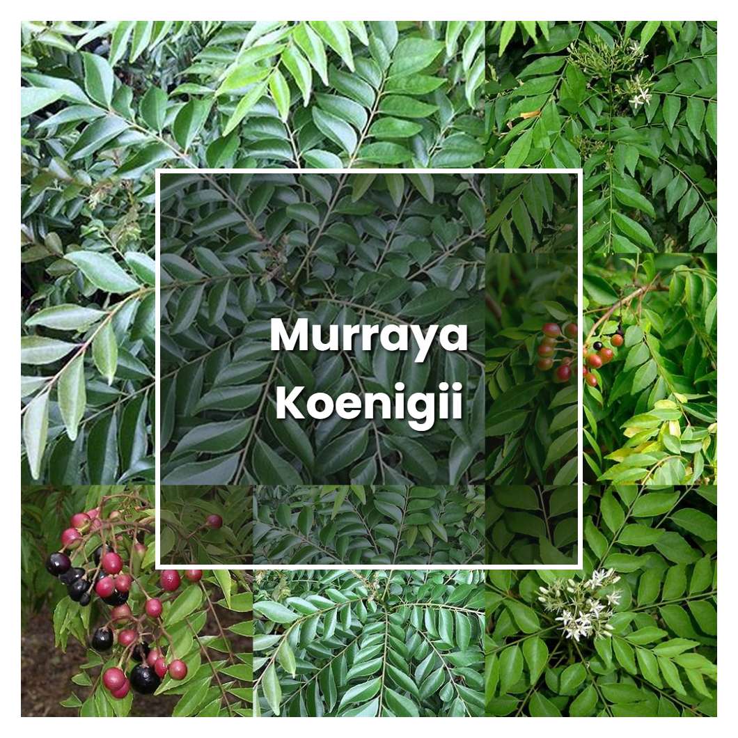 How to Grow Murraya Koenigii - Plant Care & Tips