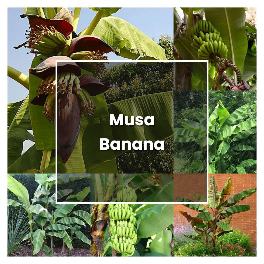 How to Grow Musa Banana - Plant Care & Tips