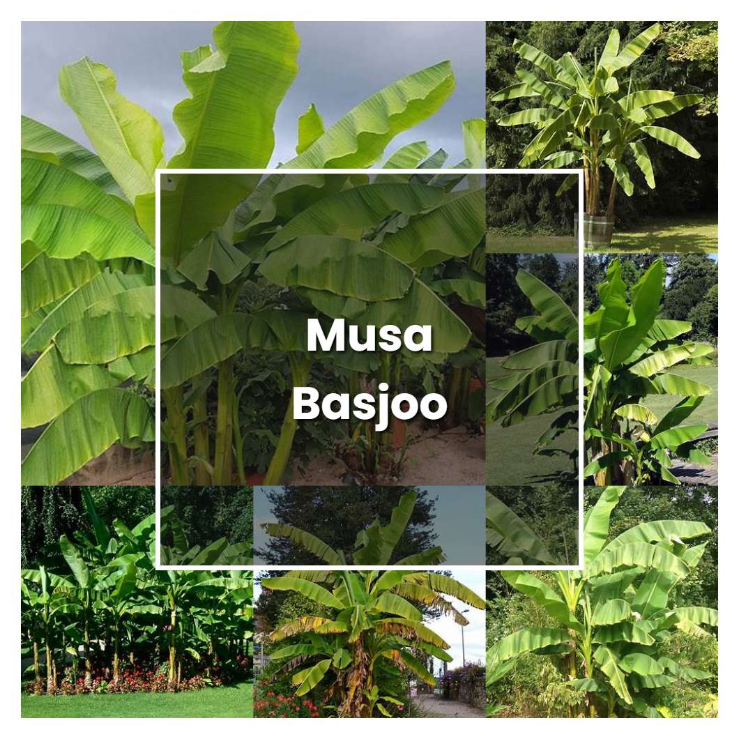 How to Grow Musa Basjoo - Plant Care & Tips