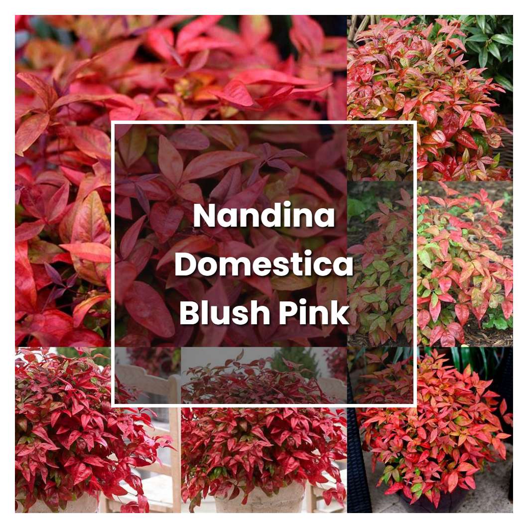 How to Grow Nandina Domestica Blush Pink - Plant Care & Tips